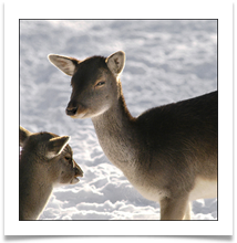 dunham deer_157 - Alan Taylor.